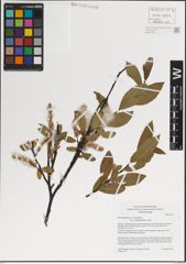 Foto von Salix kazbekensis A. K. Skvortsov